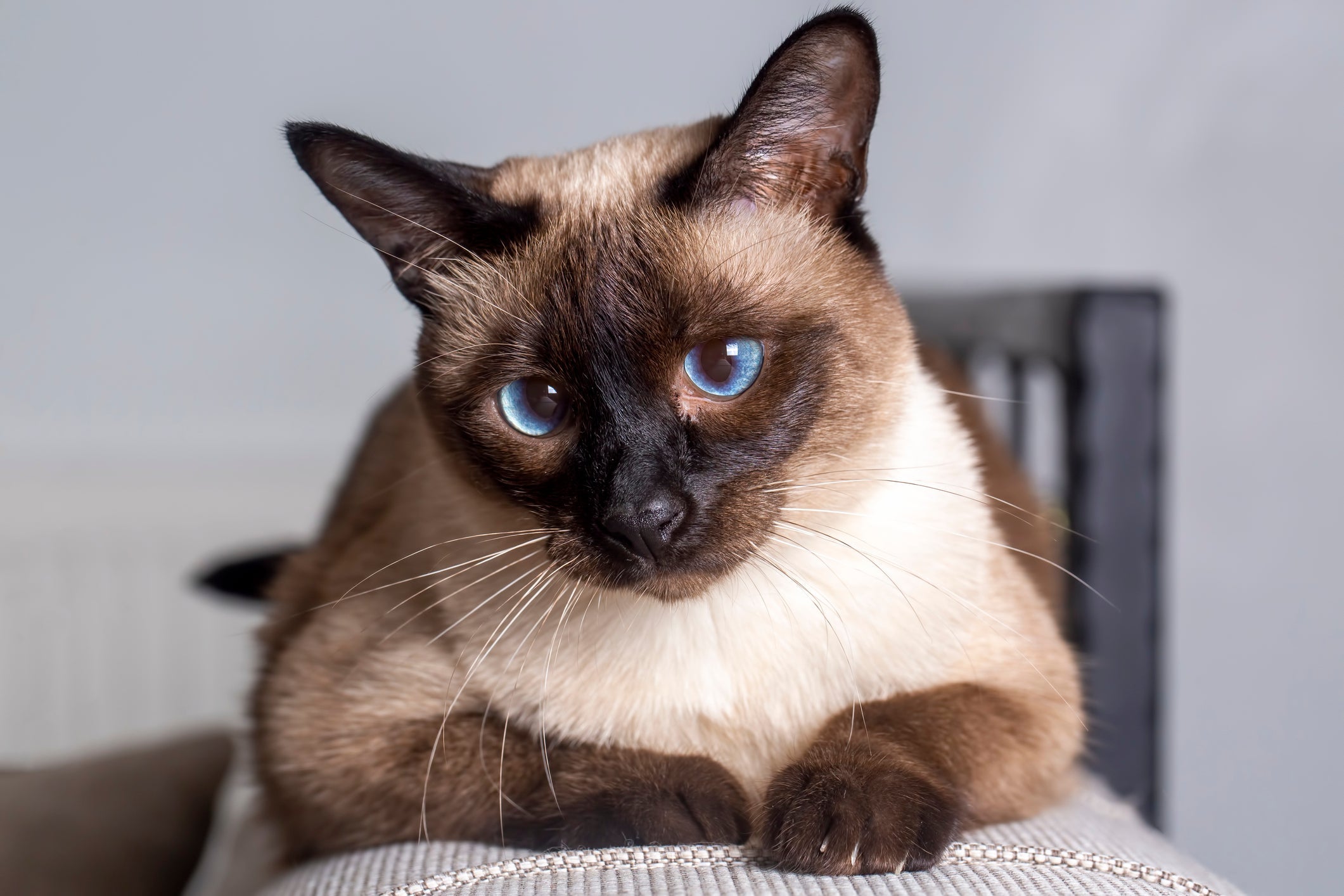 Uma boa ração para gato Siamês deve ter proteínas de qualidade, taurina e nutrientes balanceados