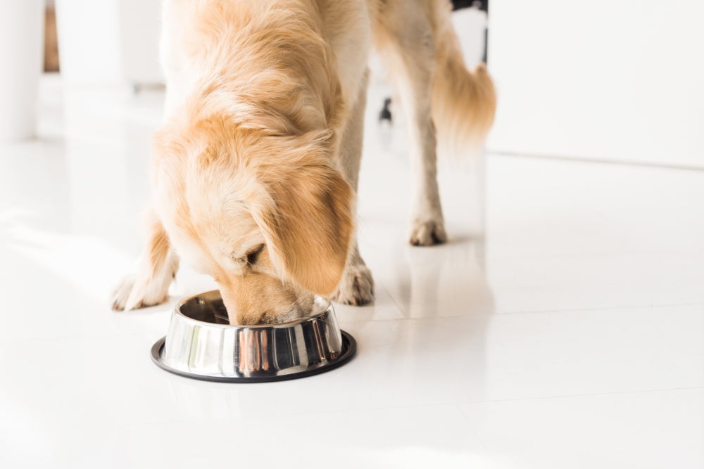 A ração de cachorro é um alimento completo, mas algumas situações podem demandar a transição para a AN