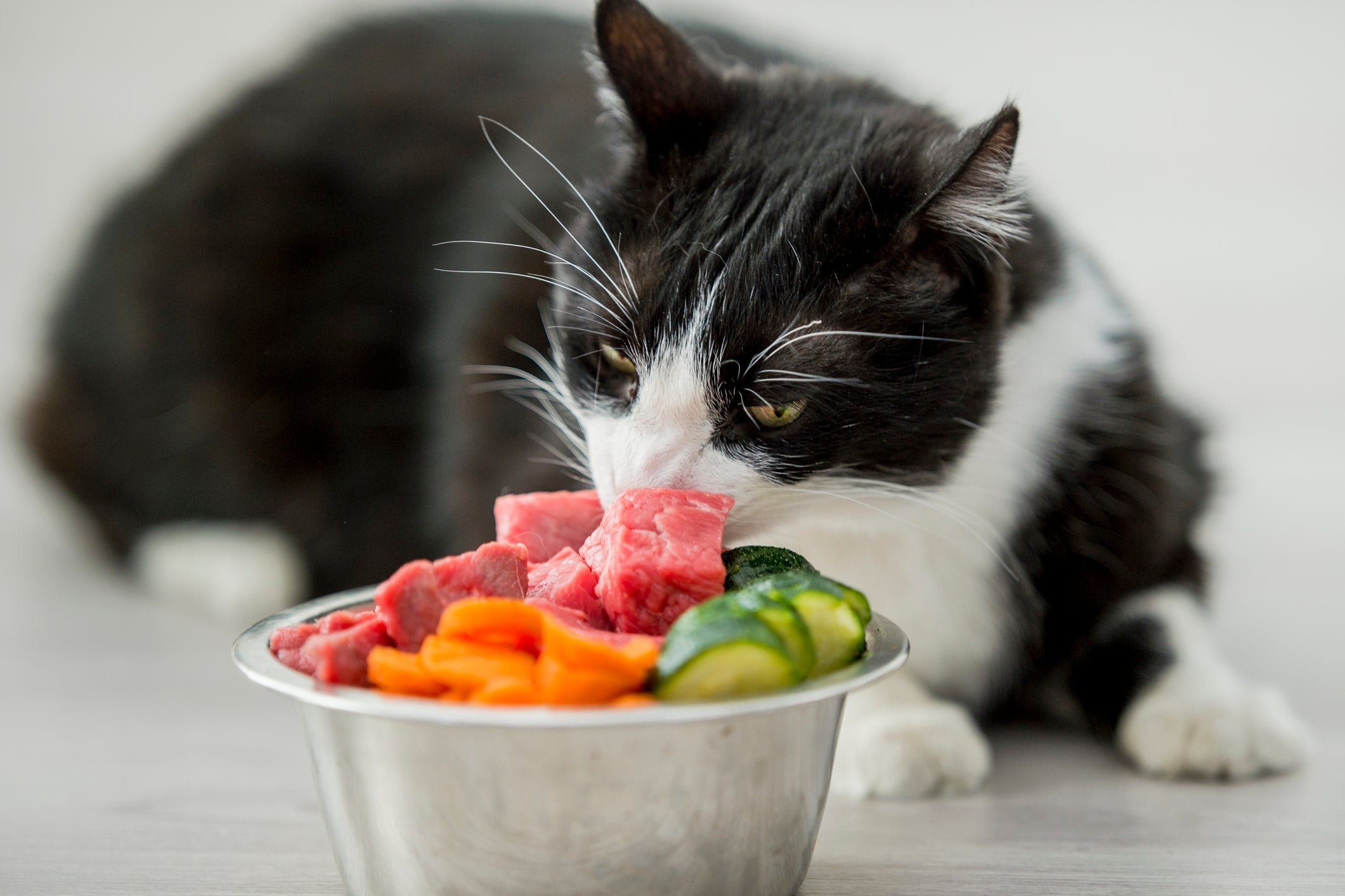 Alimentação natural: gatos devem ter carne na dieta, mas podem comer diversos vegetais também