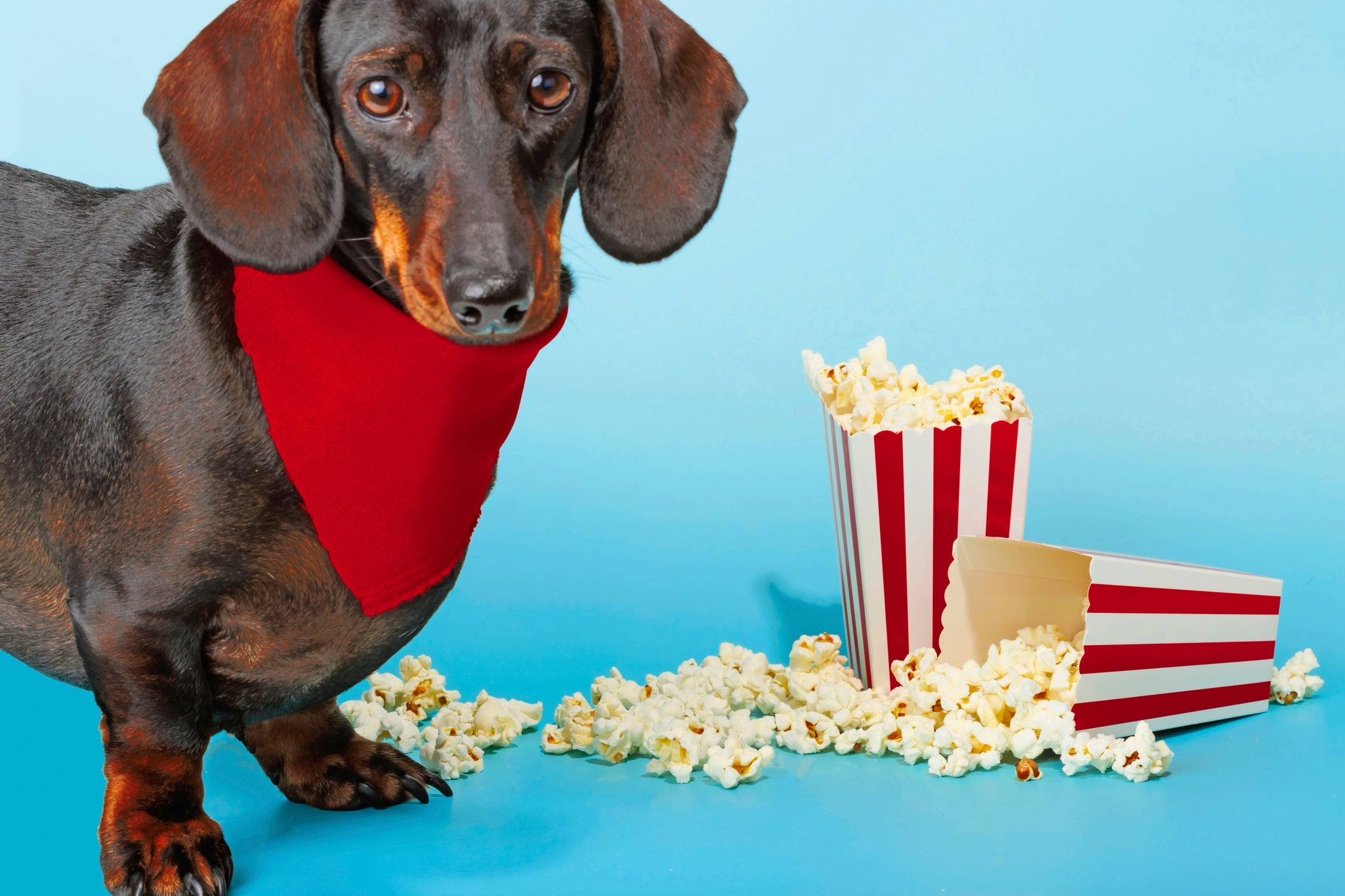 Pipoca é uma comida típica de festa junina que até pode ser oferecida aos cães, mas sem sal, óleo ou temperos