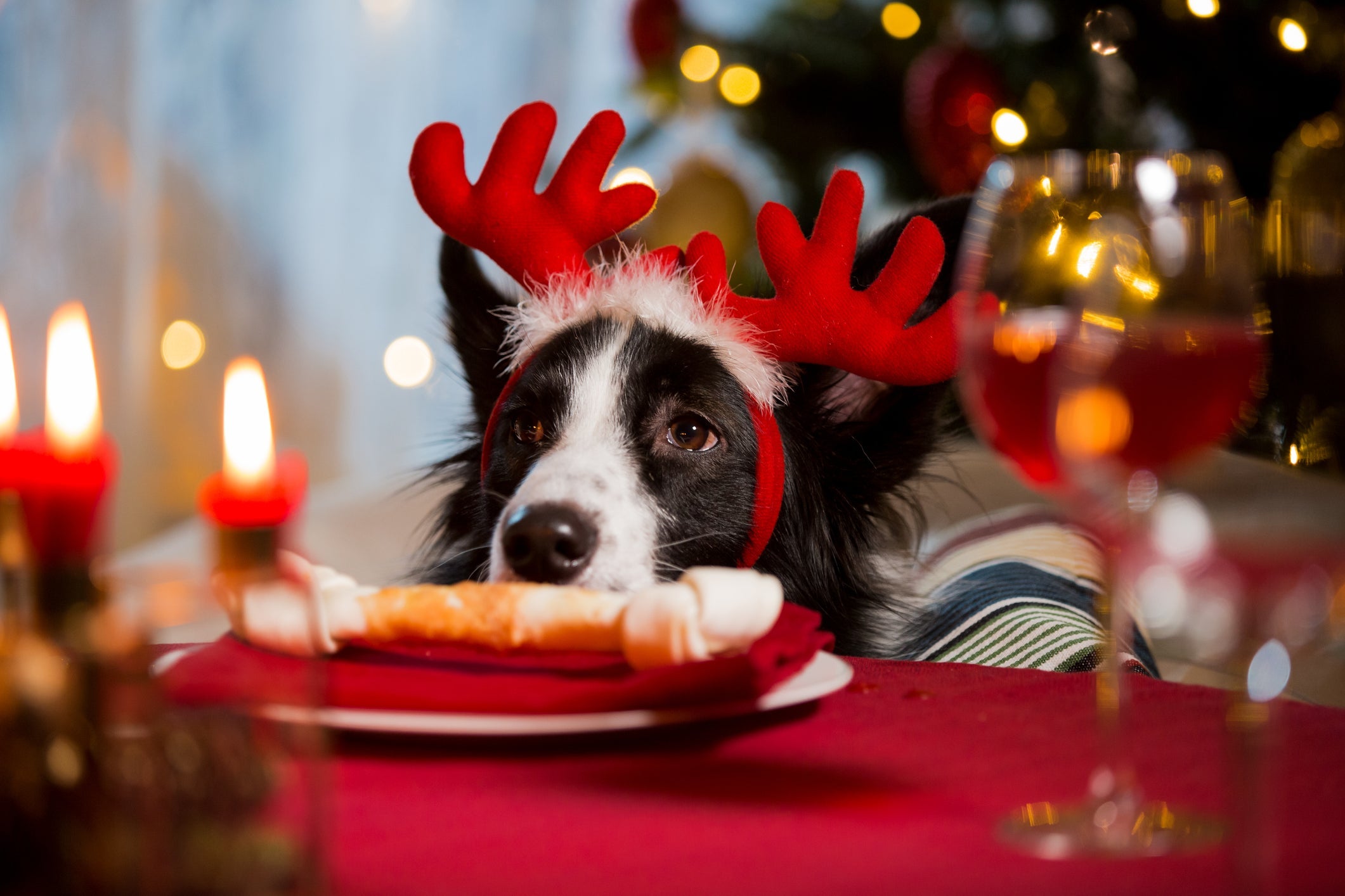 Preparar uma ceia de Natal para cachorro é possível, mas você deve se atentar aos ingredientes