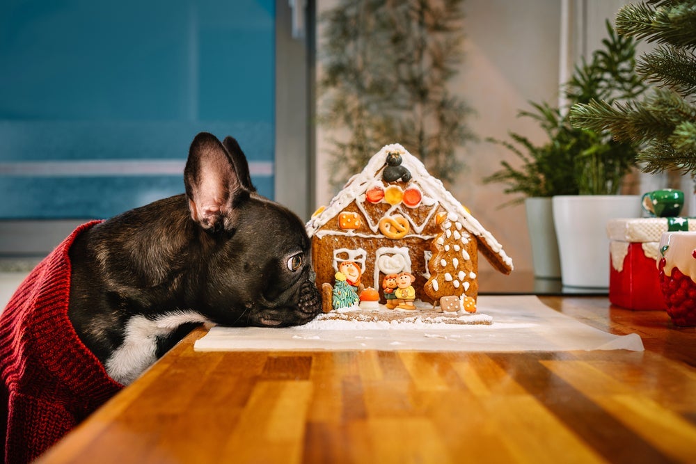 Doces, balas e chocolate fazem parte dos alimentos proibidos para cachorro 