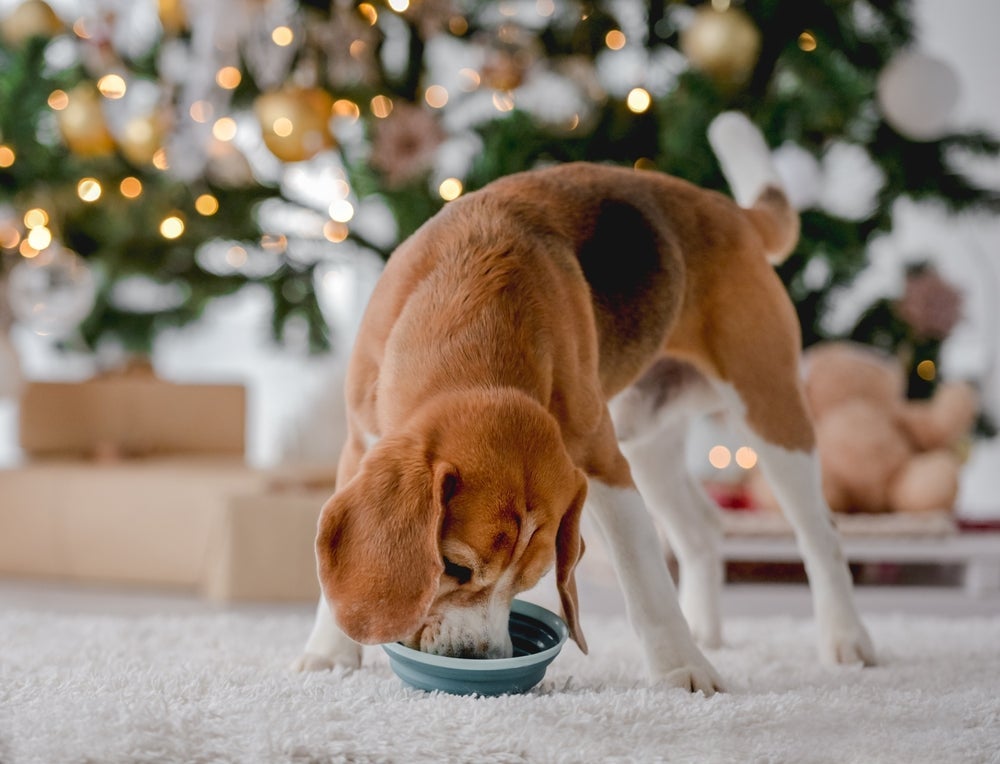 Dar ração para cachorro é a opção mais segura no Natal