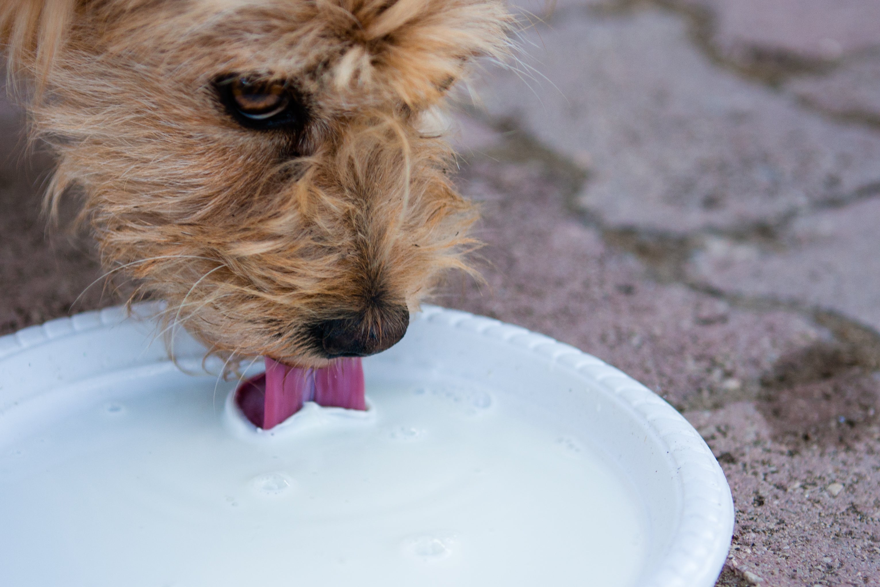 Apesar de serem amados, os alimentos proibidos para cachorro ricos em gordura podem desencadear várias doenças
