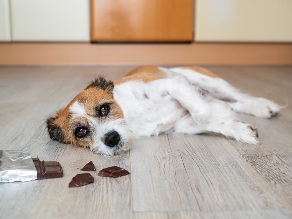Dentre os alimentos que cachorro não pode comer estão chocolate, uvas, embutidos e pães.