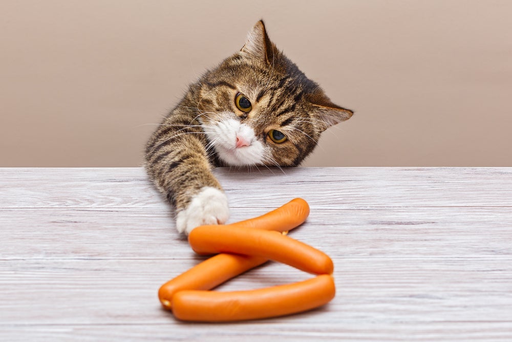  A salsicha para gatos e outros embutidos são os piores alimentos da lista