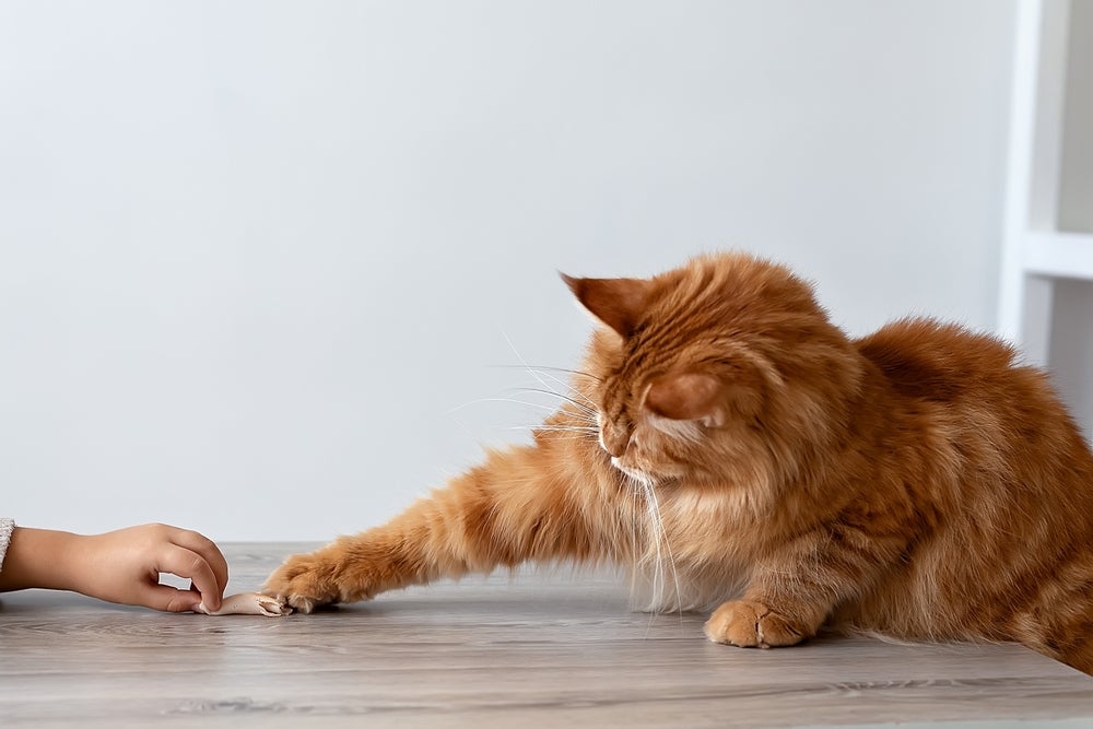 Alimentos tóxicos para gatos: tutor deve ficar atento para que felino não coma escondido o que não deve
