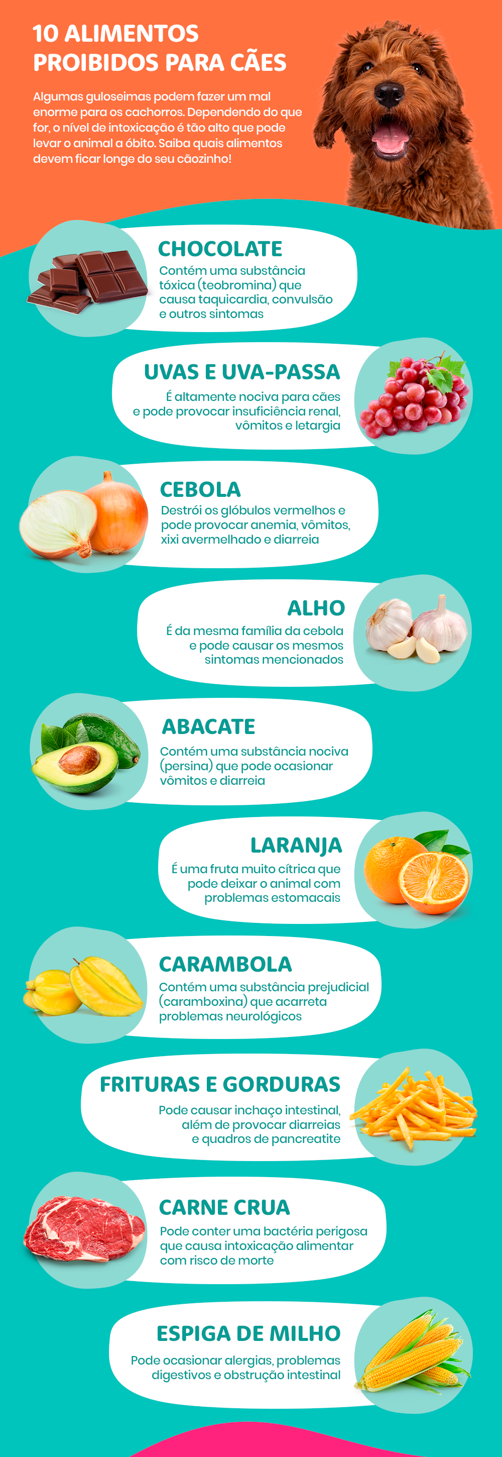 Os alimentos proibidos para cachorro têm alto potencial de causar intoxicação