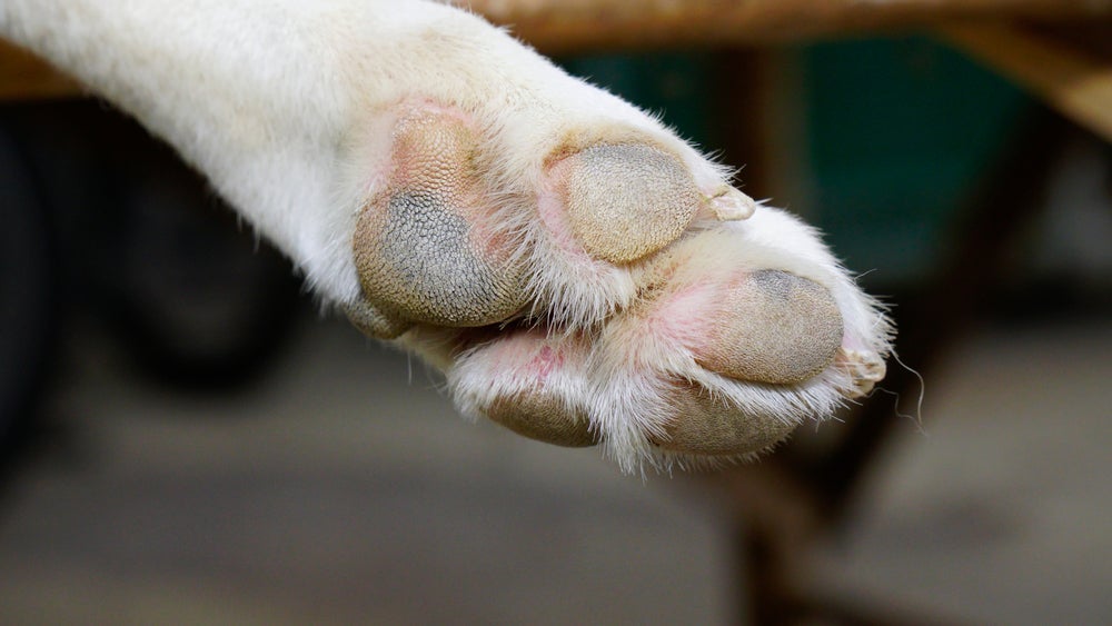 As almofadinhas da pata de cachorro precisam de cuidados especiais