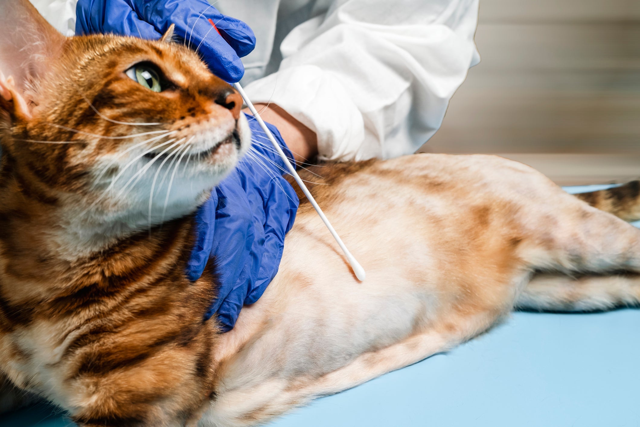 A queda de pelos em gato pode acontecer forma natural durante a troca de pelagem