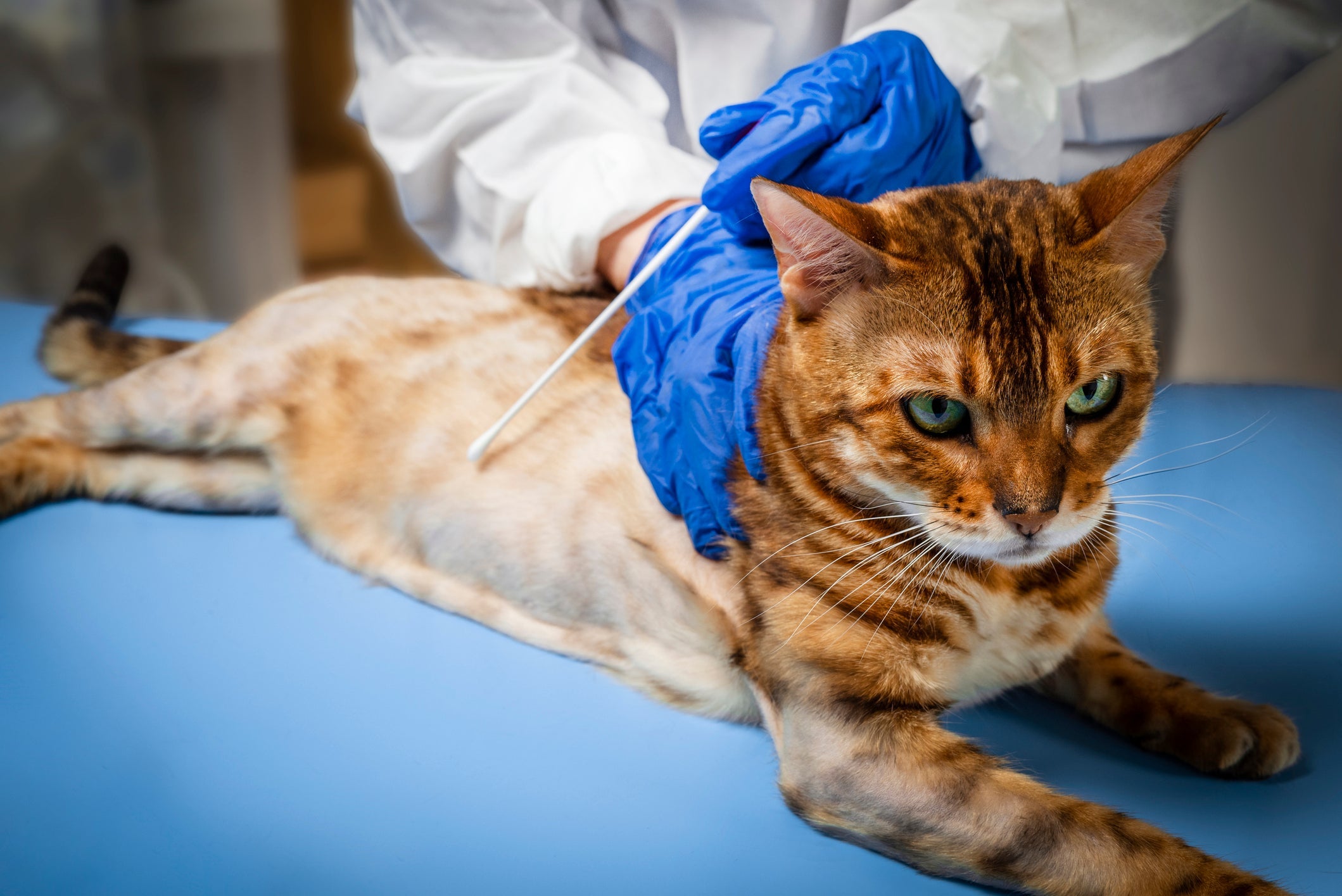 Para tratar a alopecia felina, é importante consultar um veterinário