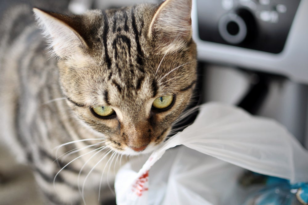 Gato lambendo plástico ou comendo nem sempre é uma simples brincadeira