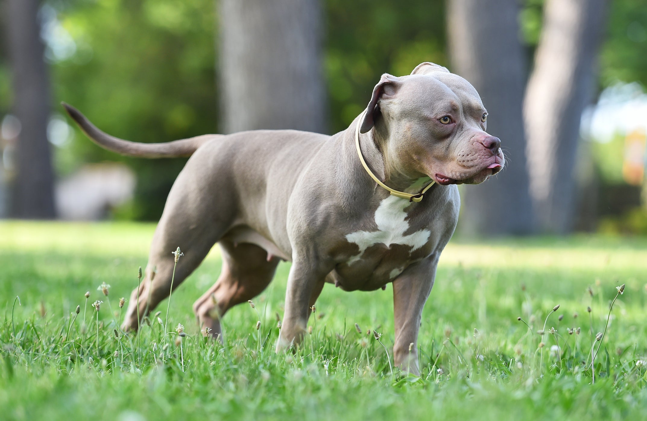 American Bully: o cachorro cinza dessa raça é muito charmoso