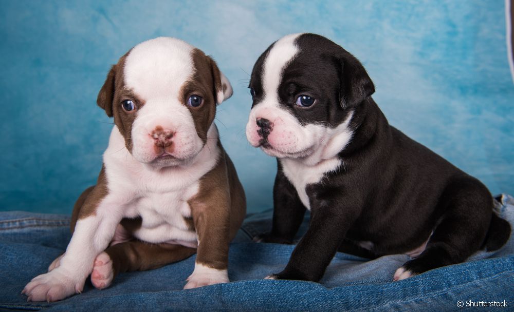 O American Bully pocket filhote é muito ativo, dócil e pode custar até R$ 5 mil