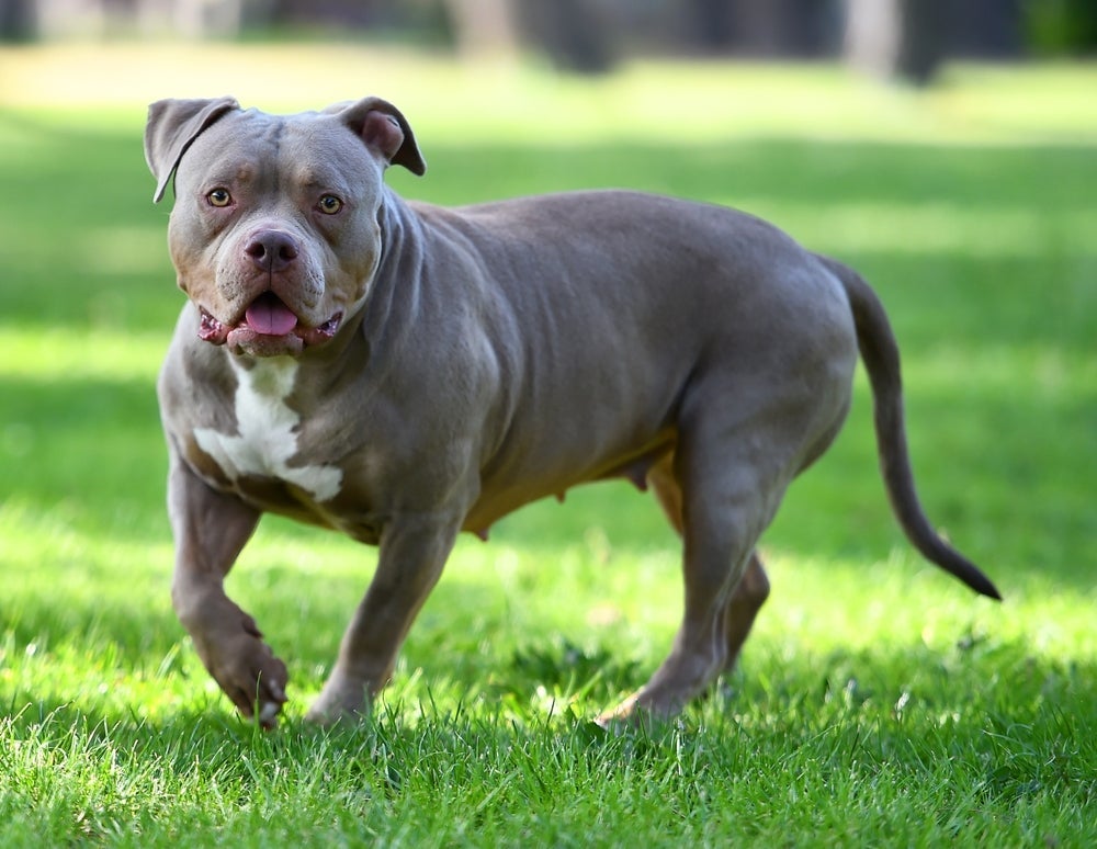 O American Bully é um dos tipos de Pitbull mais fortes