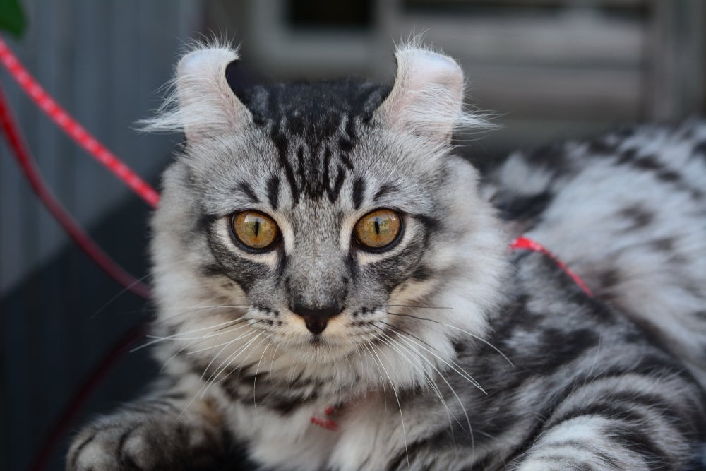 O American Curl parece estar sempre em alerta devido a orelha virada para trás