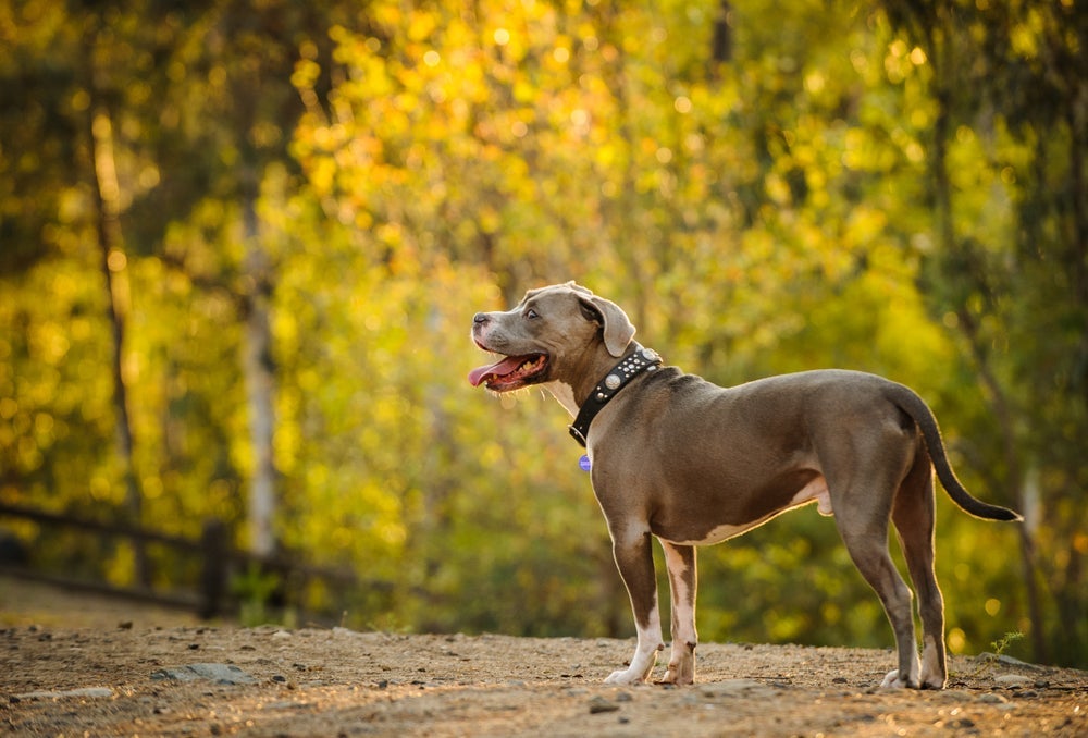 Tipos de pitbull: Red Nose é um dos subtipos do American Pitbull Terrier, popularmente conhecido pelo seu focinho avermelhado