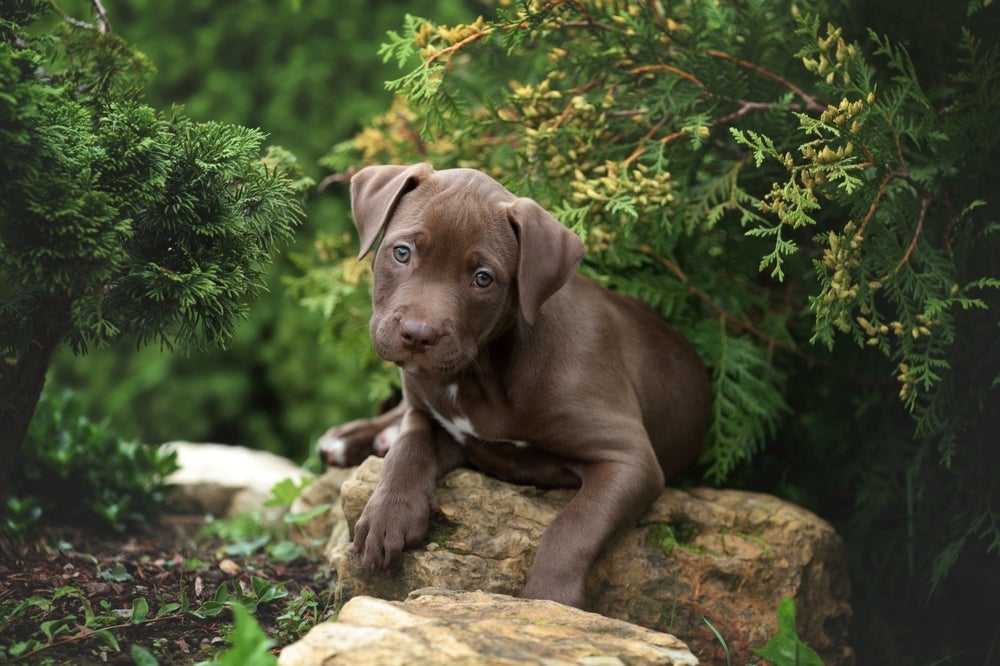 A raça de cachorro American Pitbull Terrier se originou nos EUA e hoje faz sucesso no mundo inteiro