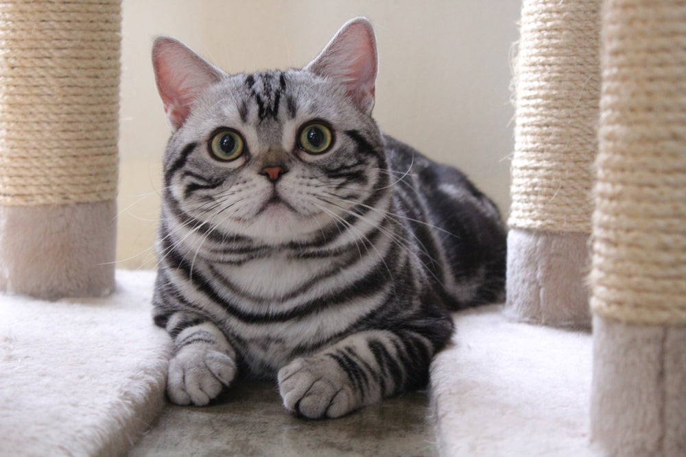 O American Shorthair é uma das raças de gato mais populares no Brasil
