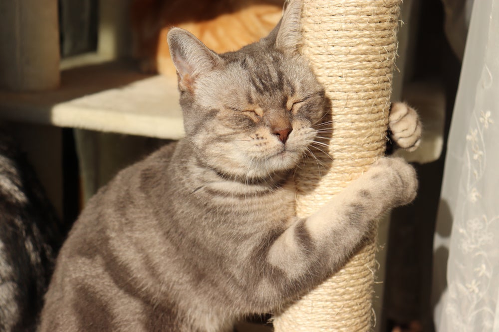 O gato de Pelo Curto Americano precisa de estímulos para se entreter 