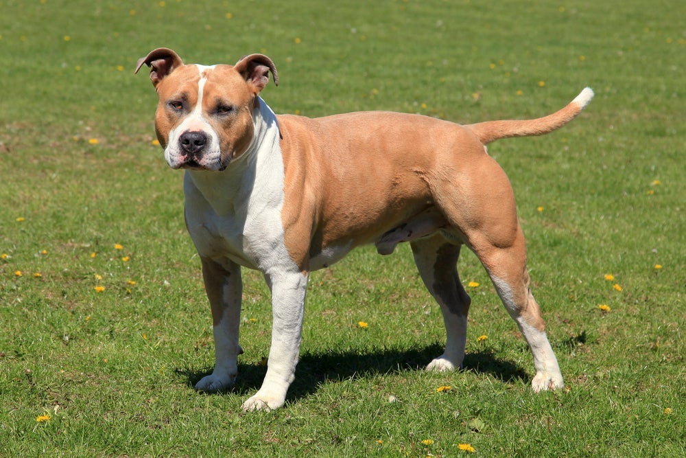 O American Staffordshire Terrier requer caminhadas diárias para se manter feliz e saudável