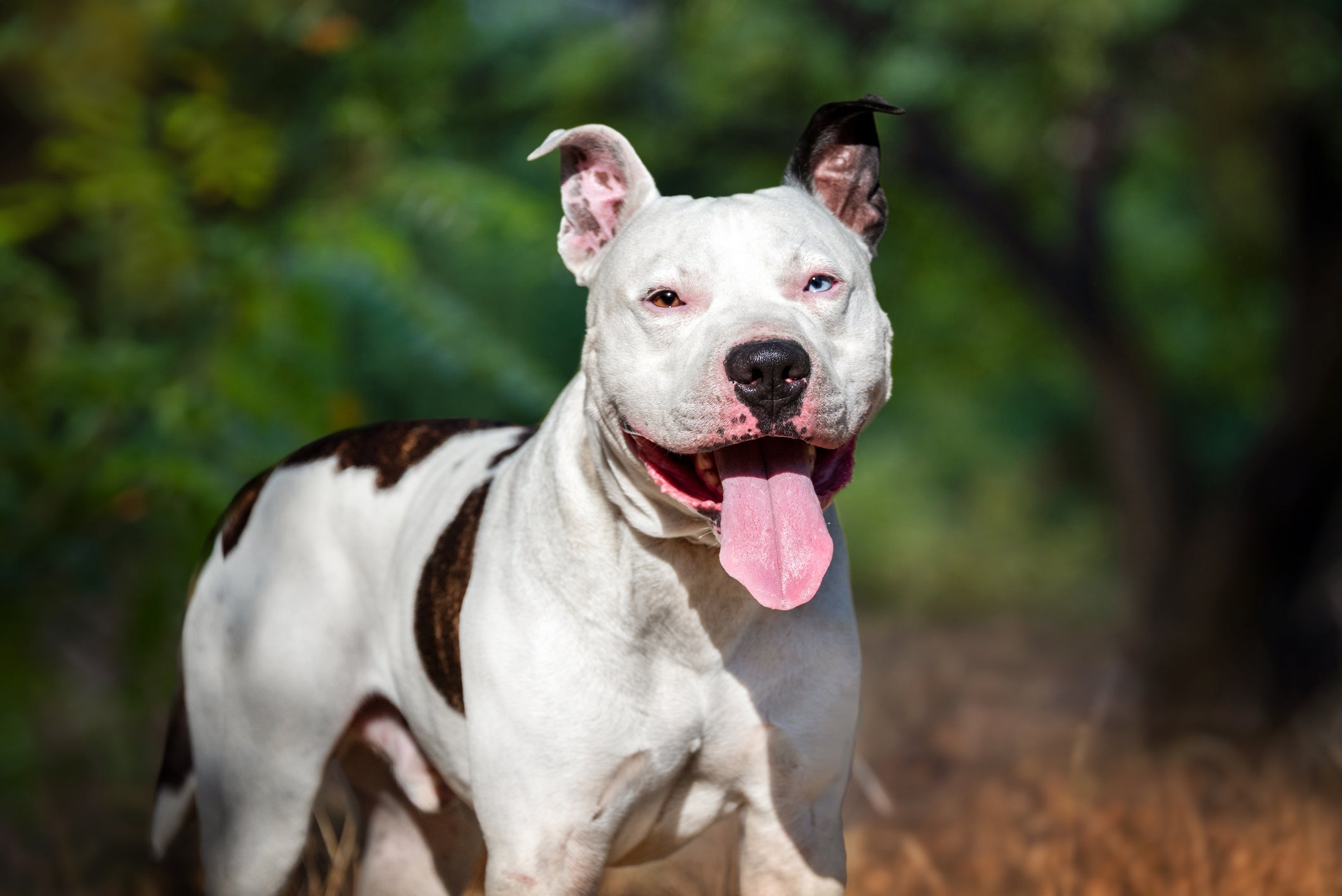 Cão terapeuta: o American Staffordshire Terrier tem uma personalidade surpreendente