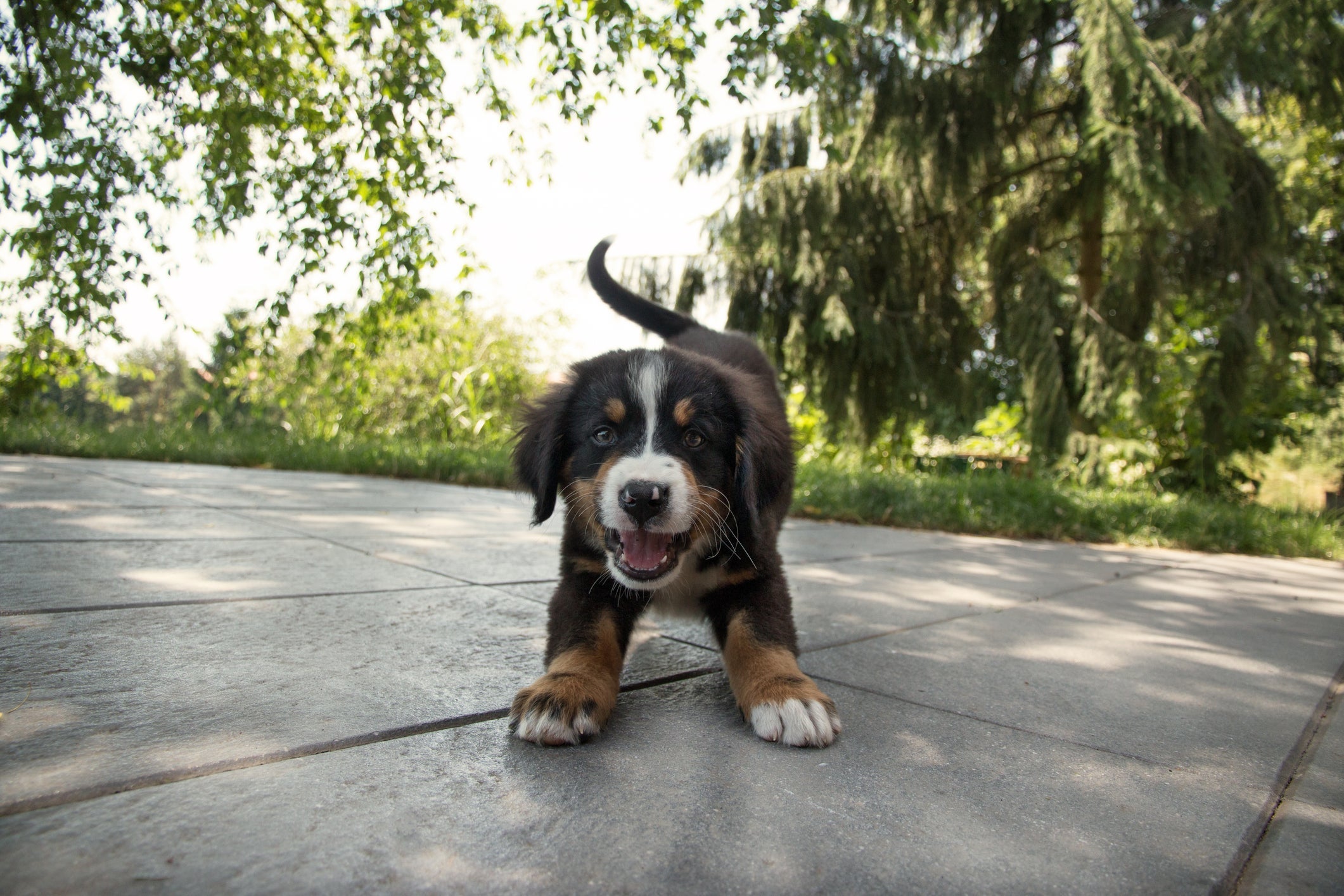 Na linguagem canina o rabo abanando quase sempre indica felicidade