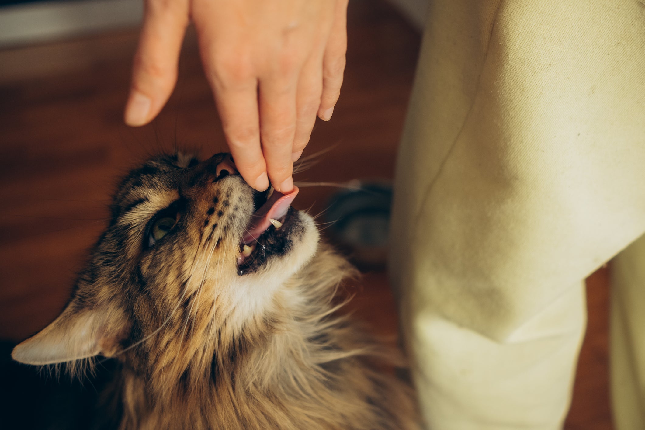 As lambidas são um dos sinais do amor de gato