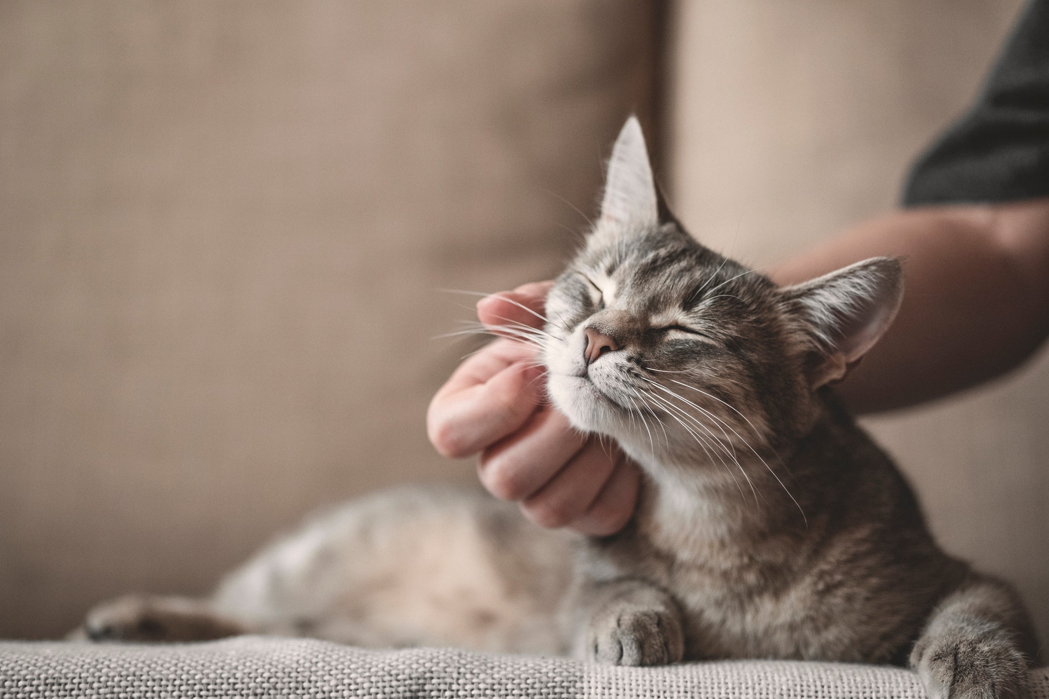 O ronrom é um dos sinais de que seu gato te ama