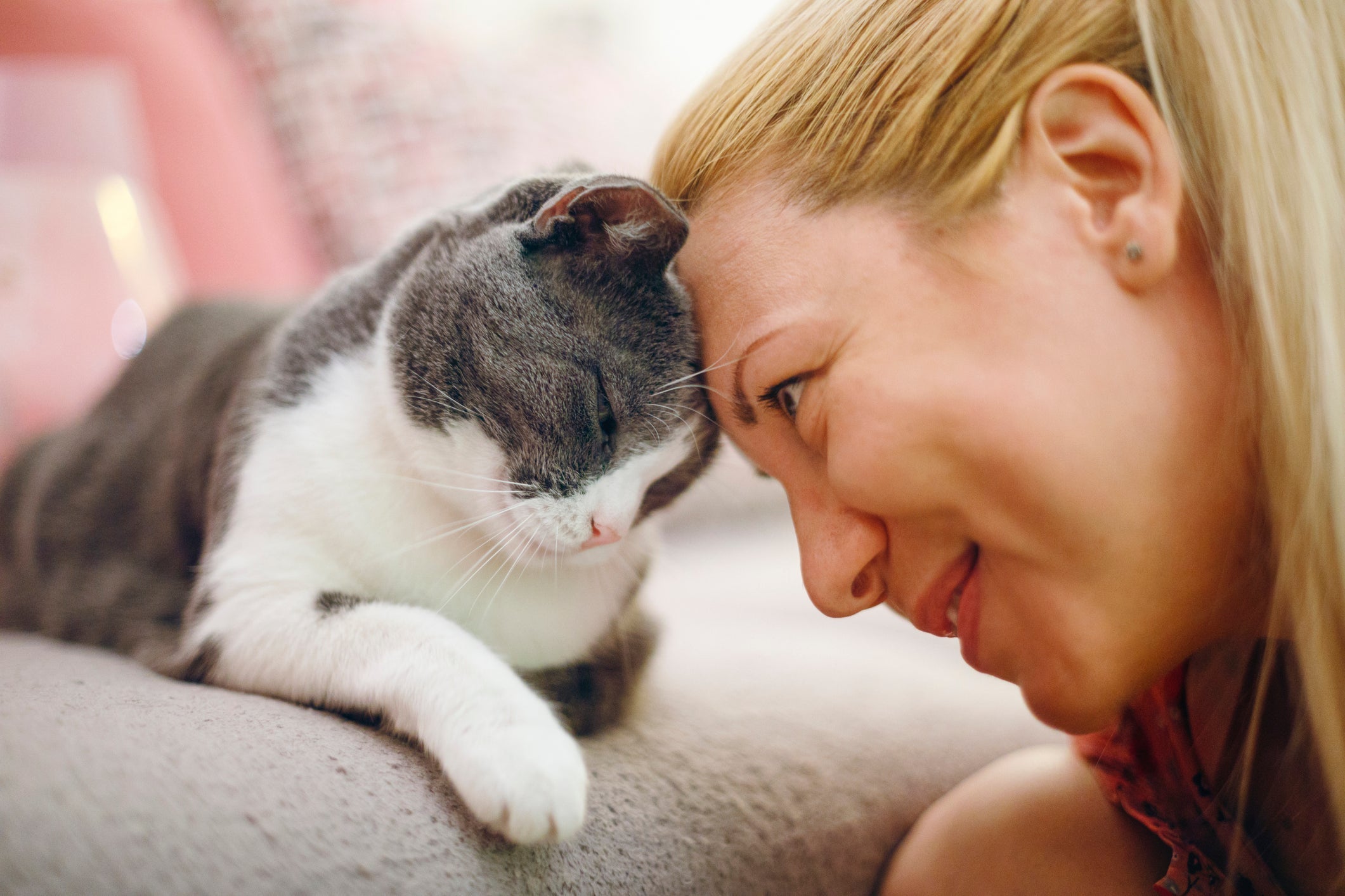 Pet terapia: companhia de cães e gatos melhora bem-estar dos pacientes e traz vários outros benefícios
