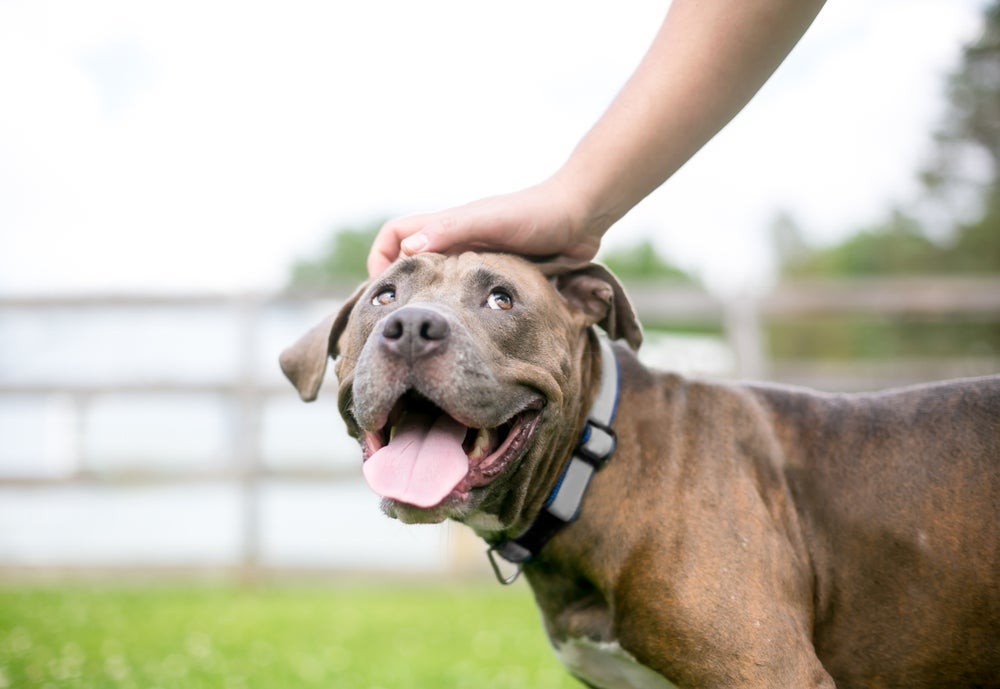 O olhar de cachorro pode ser responsável pelo aumento de ocitocina nos humanos