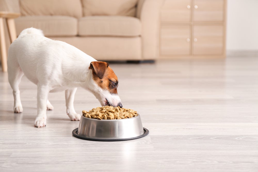 Anatomia do cachorro: o sistema digestivo do cão funciona de acordo com o pet come