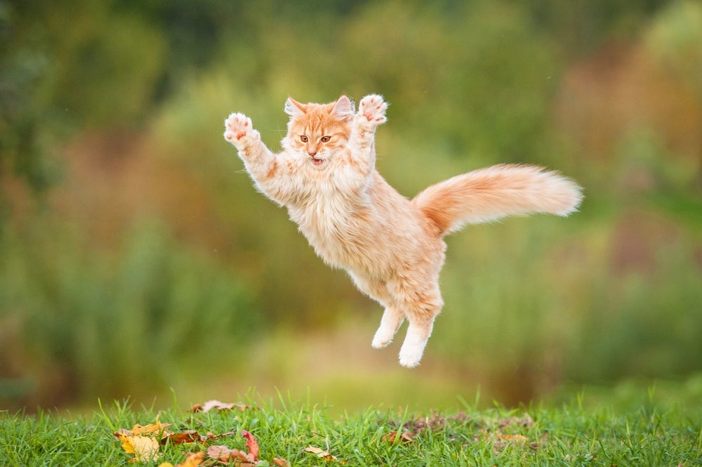 Anatomia do gato: os músculos do animal ajudam nos saltos