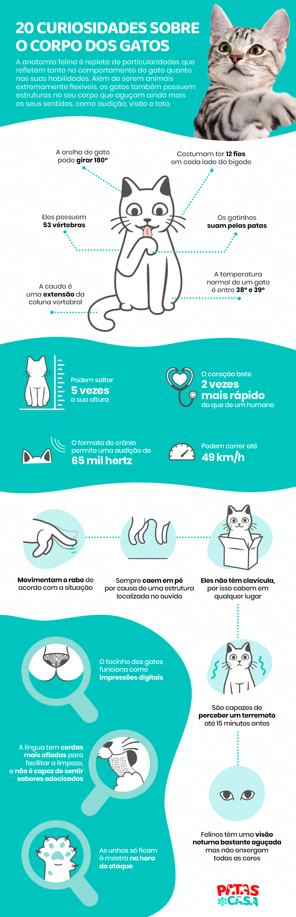 A anatomia do gato tem várias curiosidades que deixam os felinos muito habilidosos