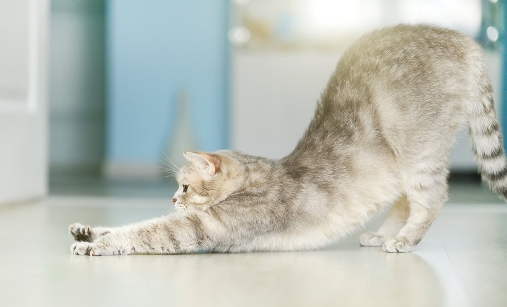 Anatomia do gato: músculos ajudam a dar flexibilidade para a coluna vertebral do gato