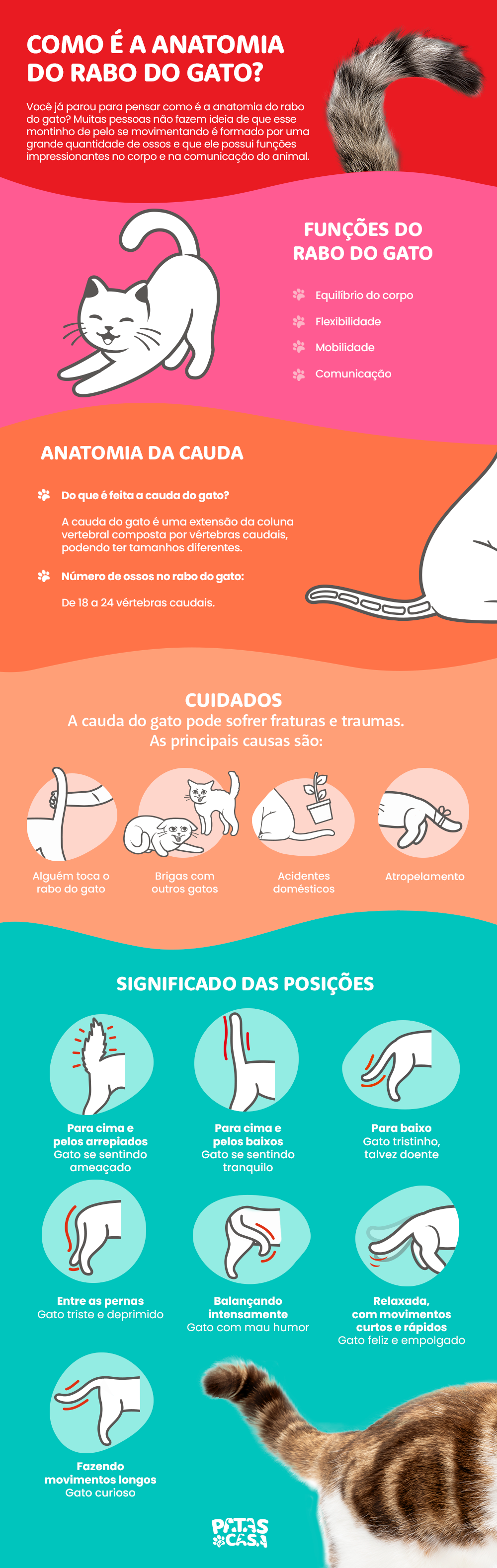 Anatomia do rabo do gato: infográfico mostra como é essa parte da coluna vertebral felina
