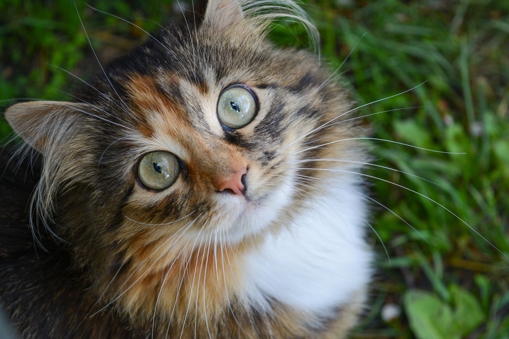 Anatomia felina: o bigode desempenha um papel importante nos sentidos dos gatos