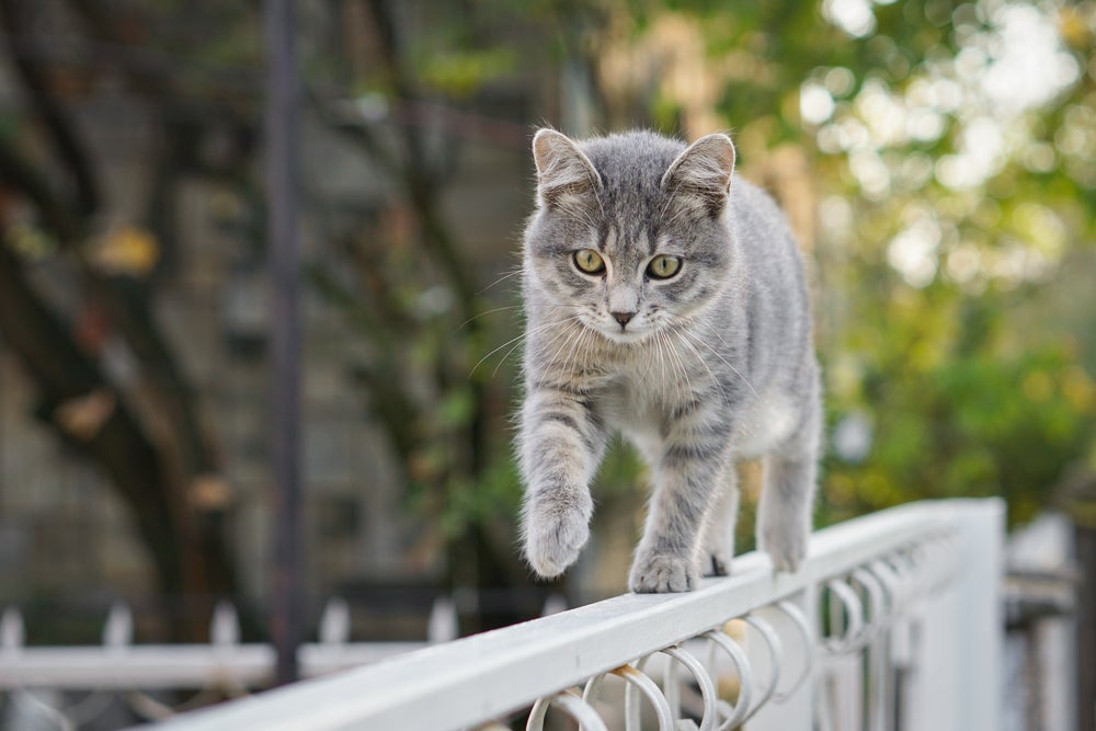 Esqueleto de gato: por não possuírem clavícula, os felinos conseguem se contorcer e entrar em qualquer lugar