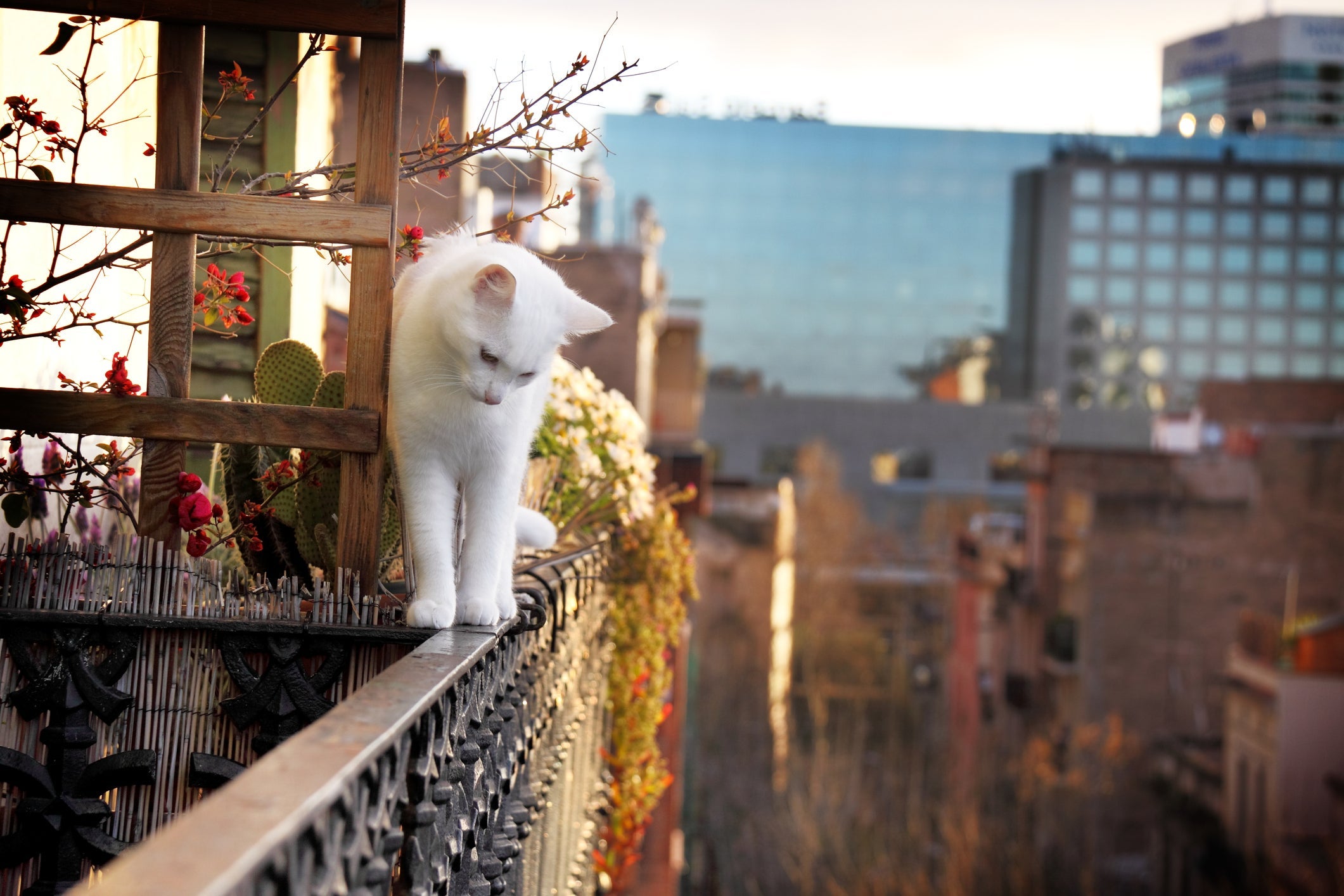 A ausência de alguns ossos de gato garante maior flexibilidade