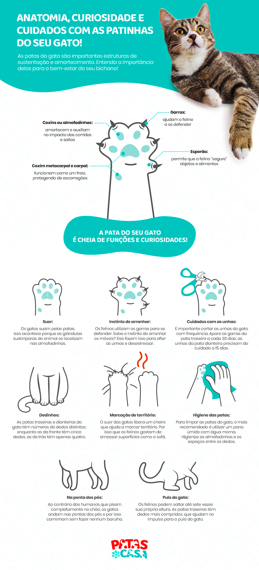 Anatomia felina: tudo que você precisa saber sobre a pata do gato!