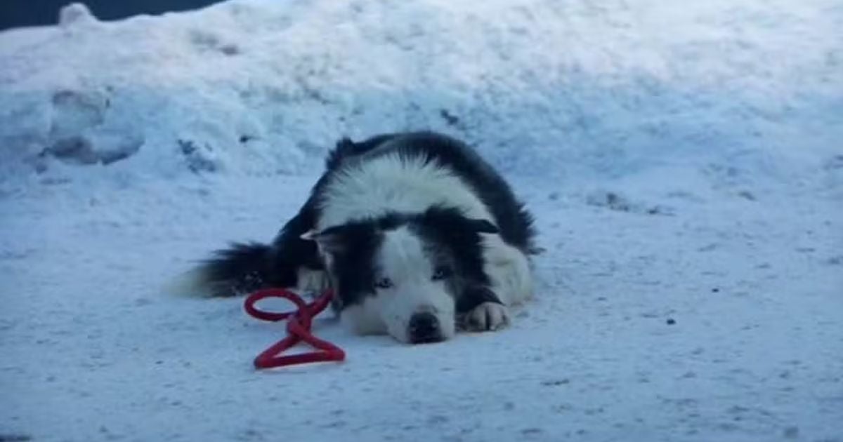 Filmes com cachorro: o Border Collie Messi teve treinamento intenso (Créditos: Divulgação)