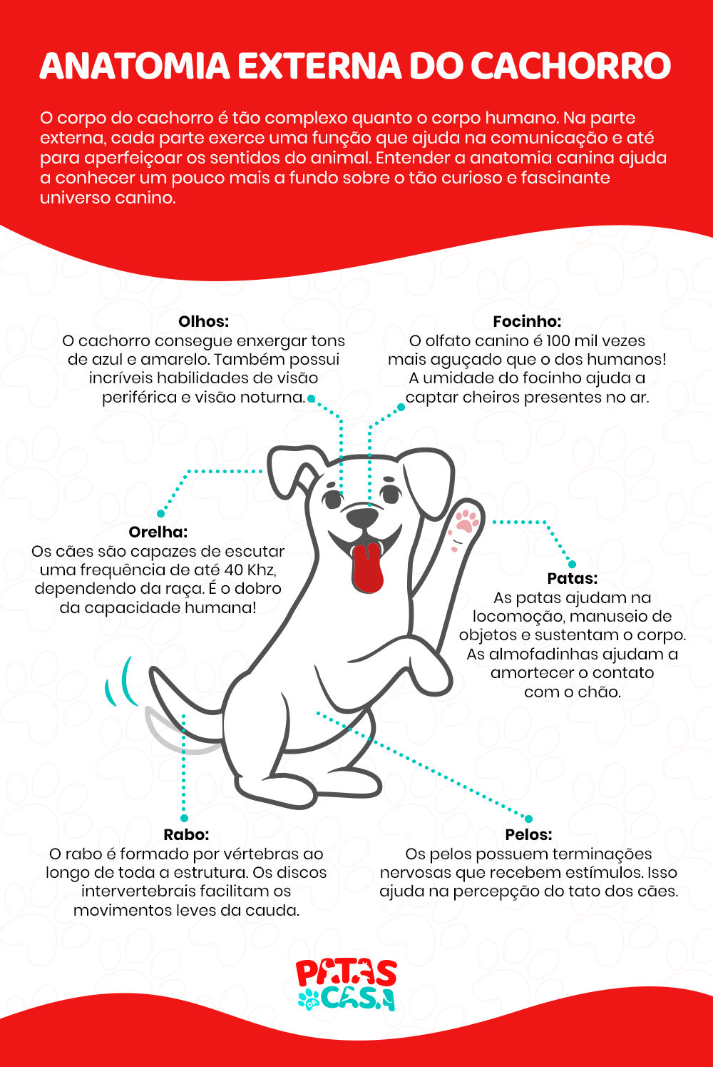 Anatomia externa canina: conheça mais sobre as partes do corpo do seu cãozinho!