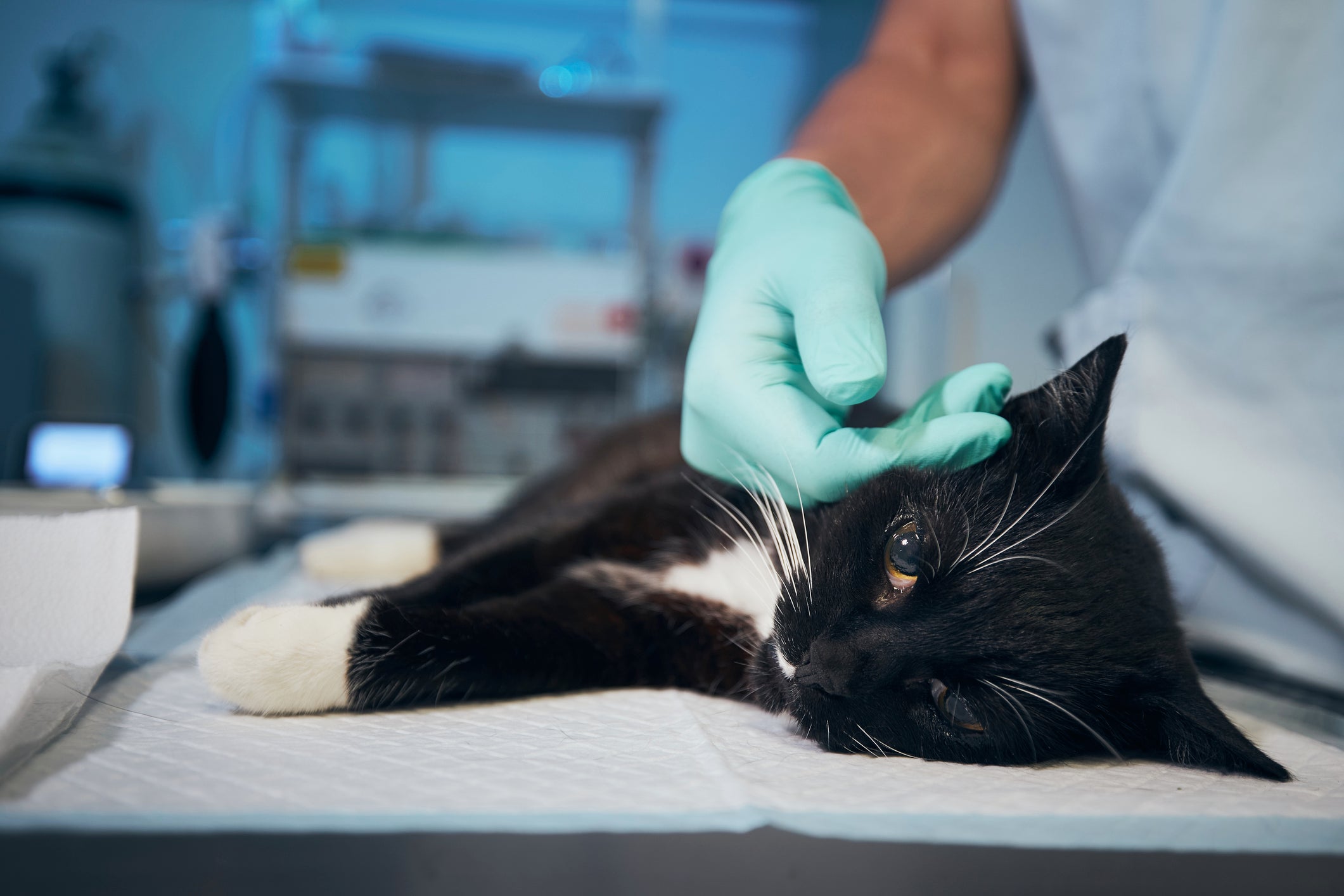A anemia em gatos é um problema bastante comum, mas que é possível tratar