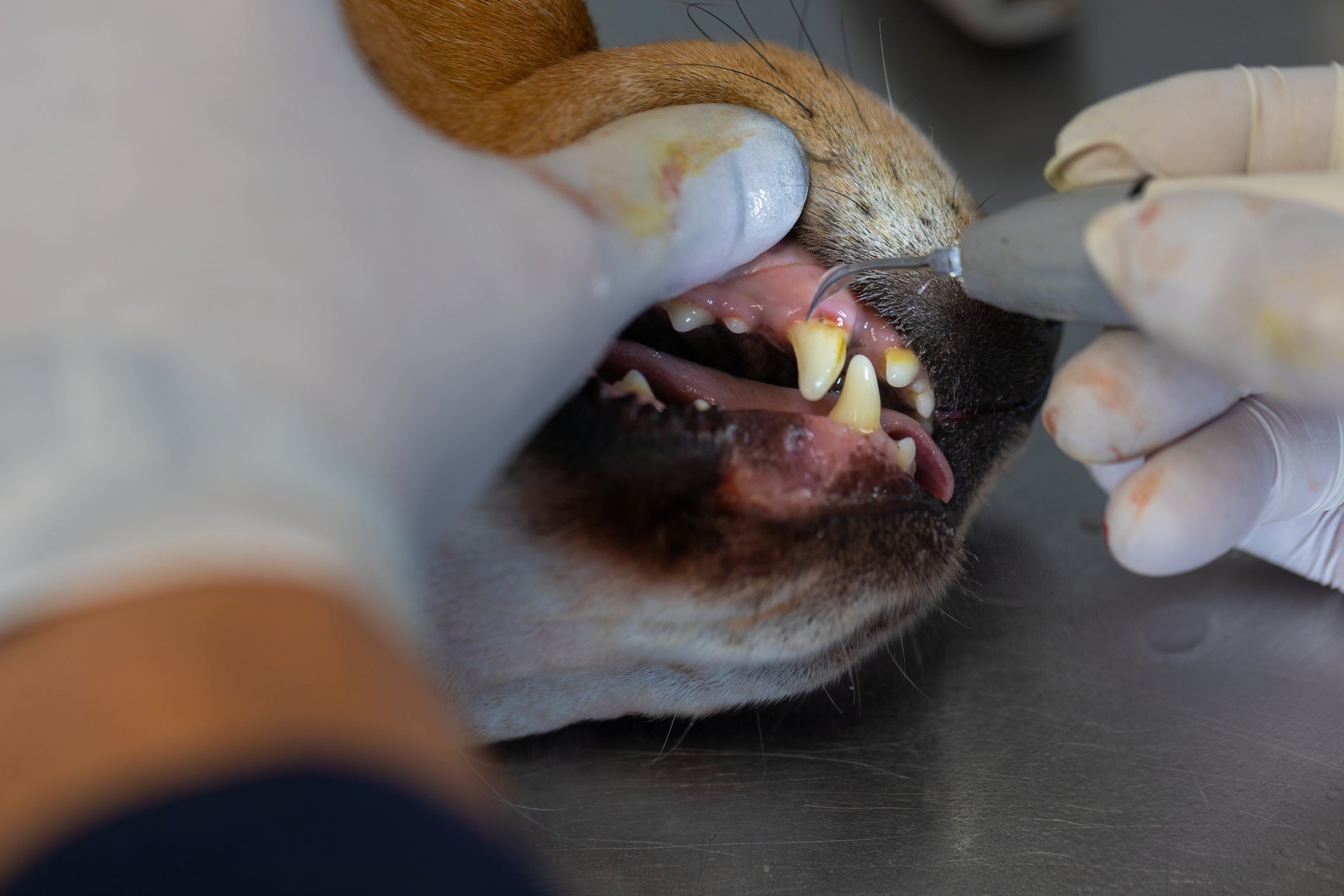 A anestesia para cachorro é necessária mesmo em procedimentos simples, como a limpeza de tártaro