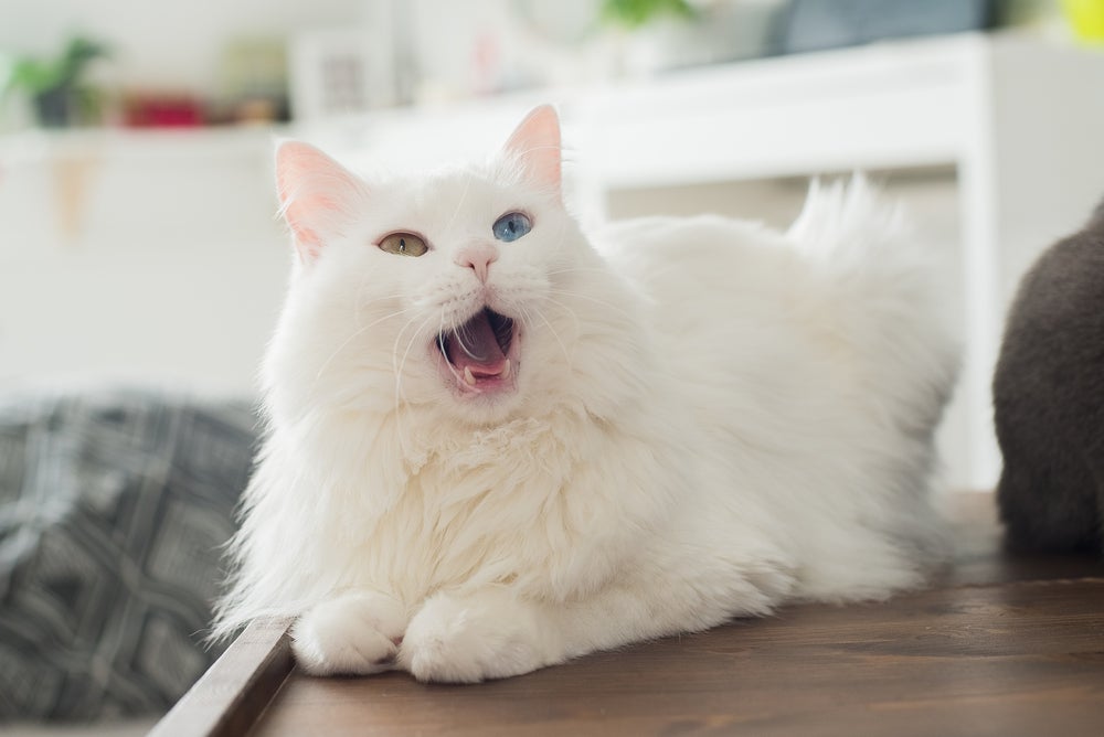 O gato Angorá mostrará para todos como ser um ótimo anfitrião