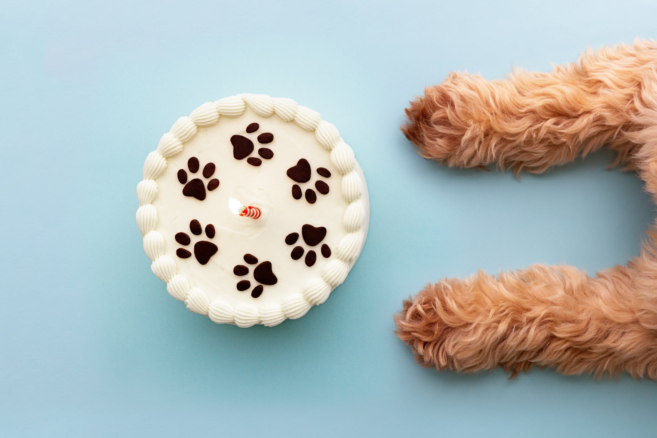 Fazer bolo para cachorro é mais fácil do que você imagina