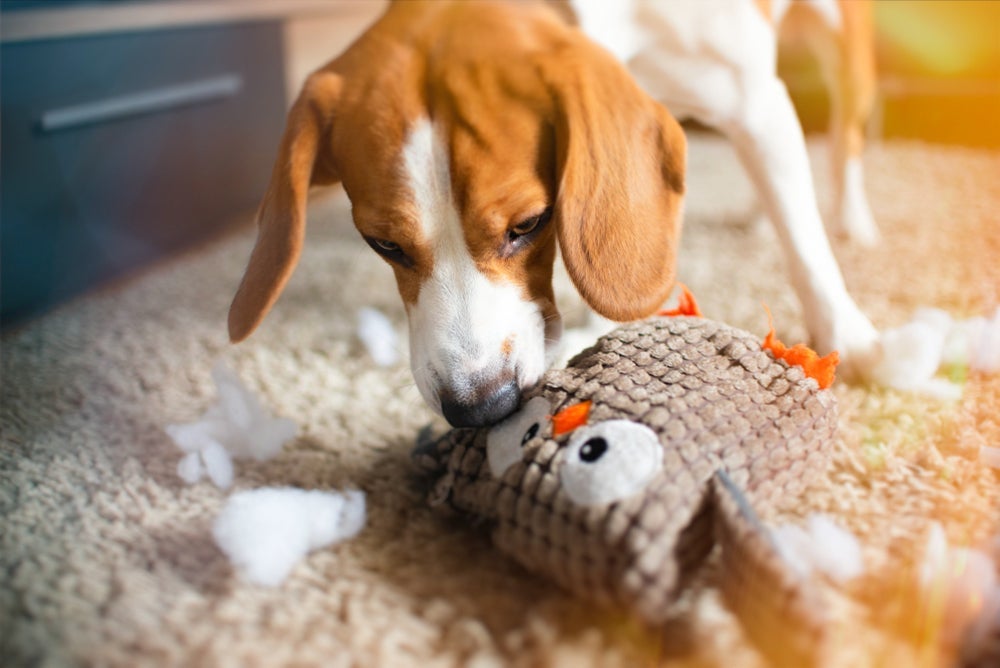Donos de cachorro com ansiedade de separação costumam encontrar objetos destruídos e o animal superexcitado quando retornam.