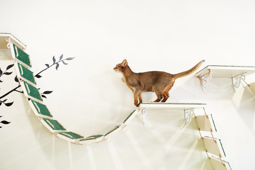 Ansiedade de separação em gatos: oferecer um ambiente gatificado vai ajudar a amenizar o problema