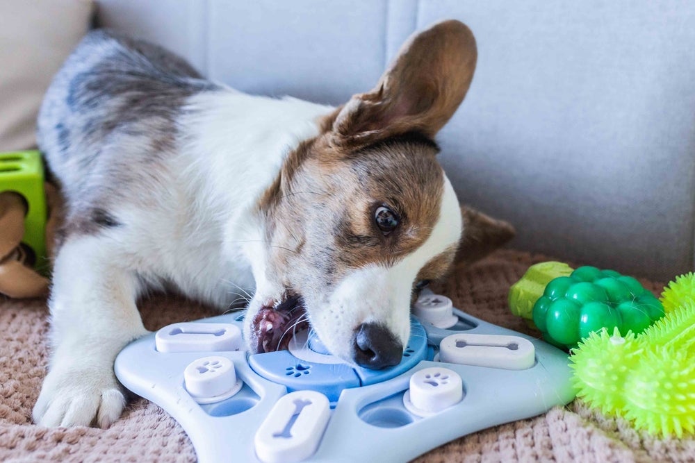 Ansiedade de separação: cachorro deve ser estimulado fisicamente e mentalmente