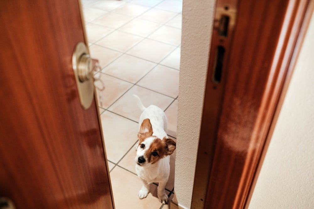 O cachorro com ansiedade de separação não consegue ficar longe do tutor